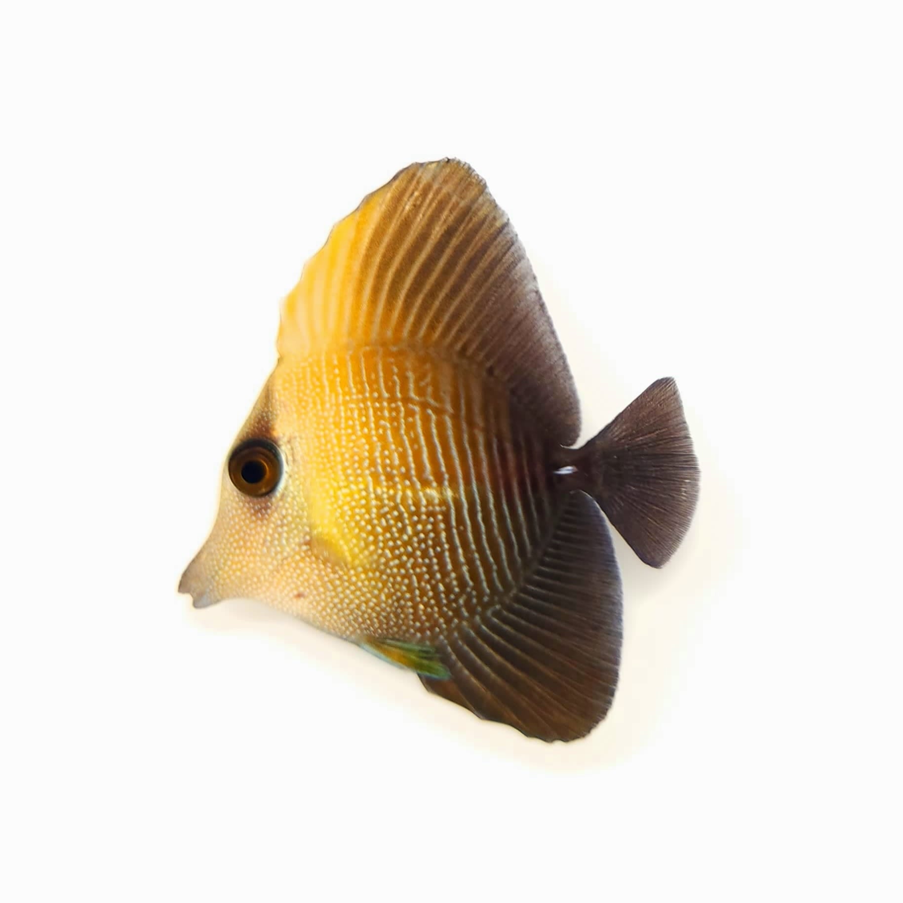 Hybrid Black Longnose Tang WYSIWYG – Reef Pro