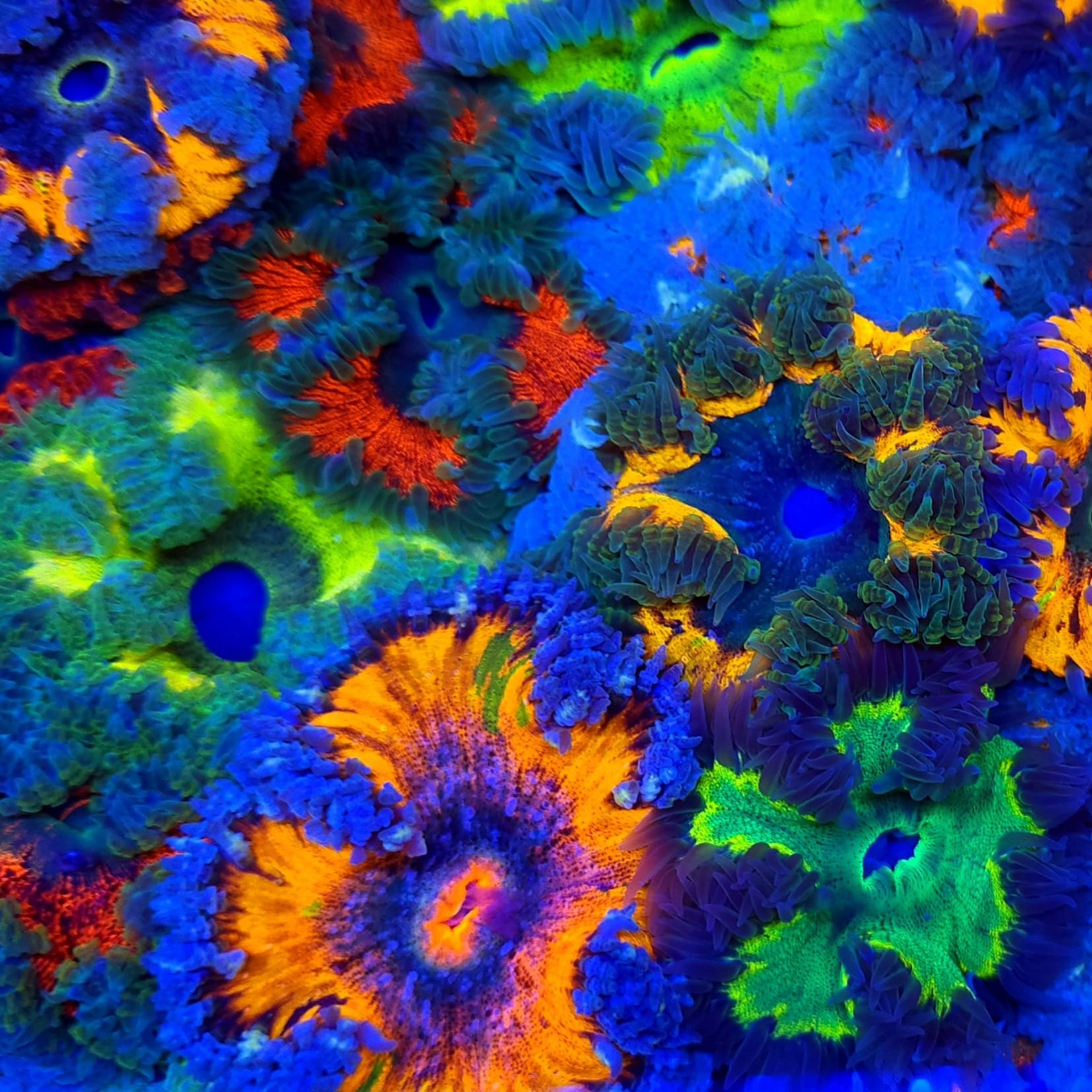 Ultra Rock Flower Anemone – Reef Pro