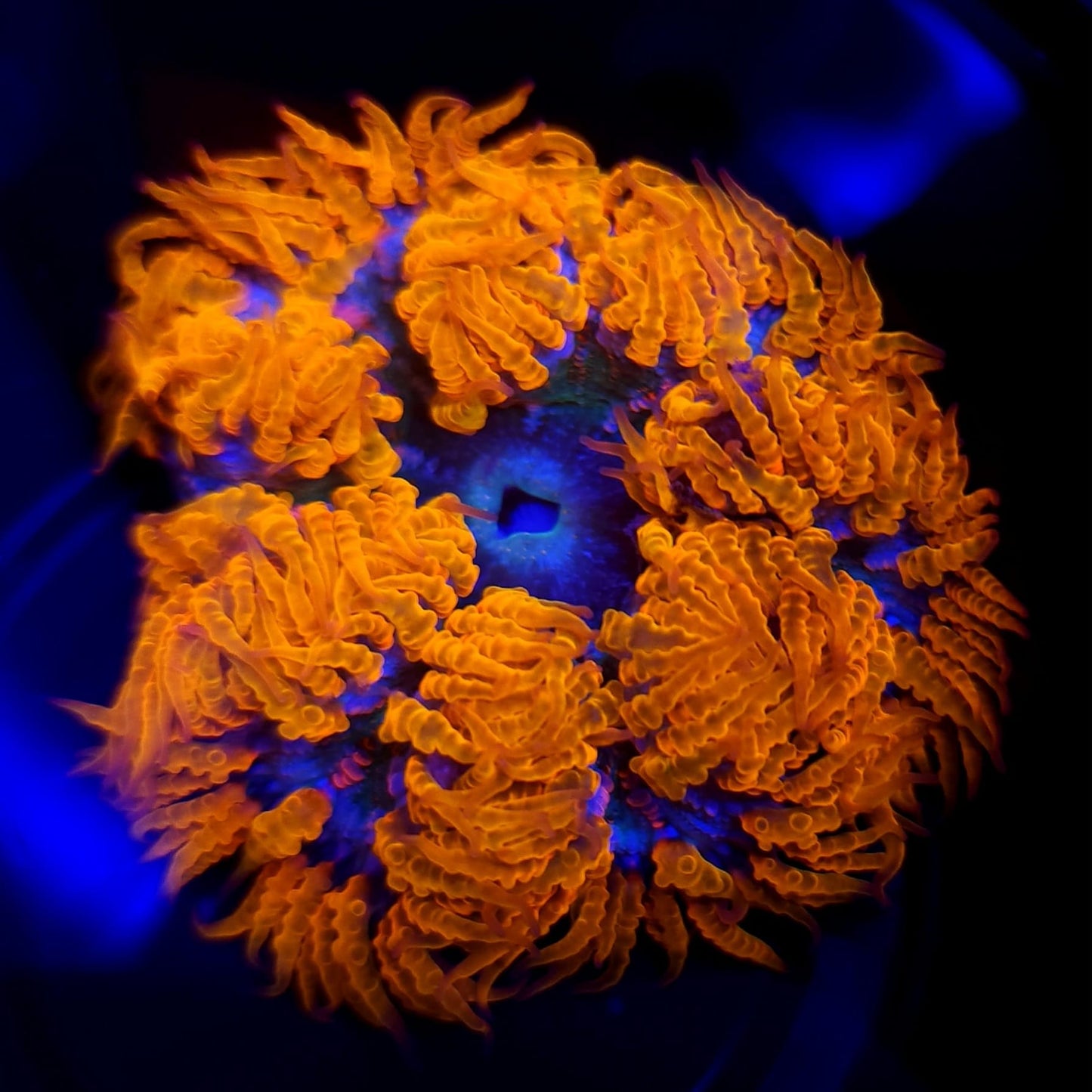 Ultra Rock Flower Anemone WYSIWYG