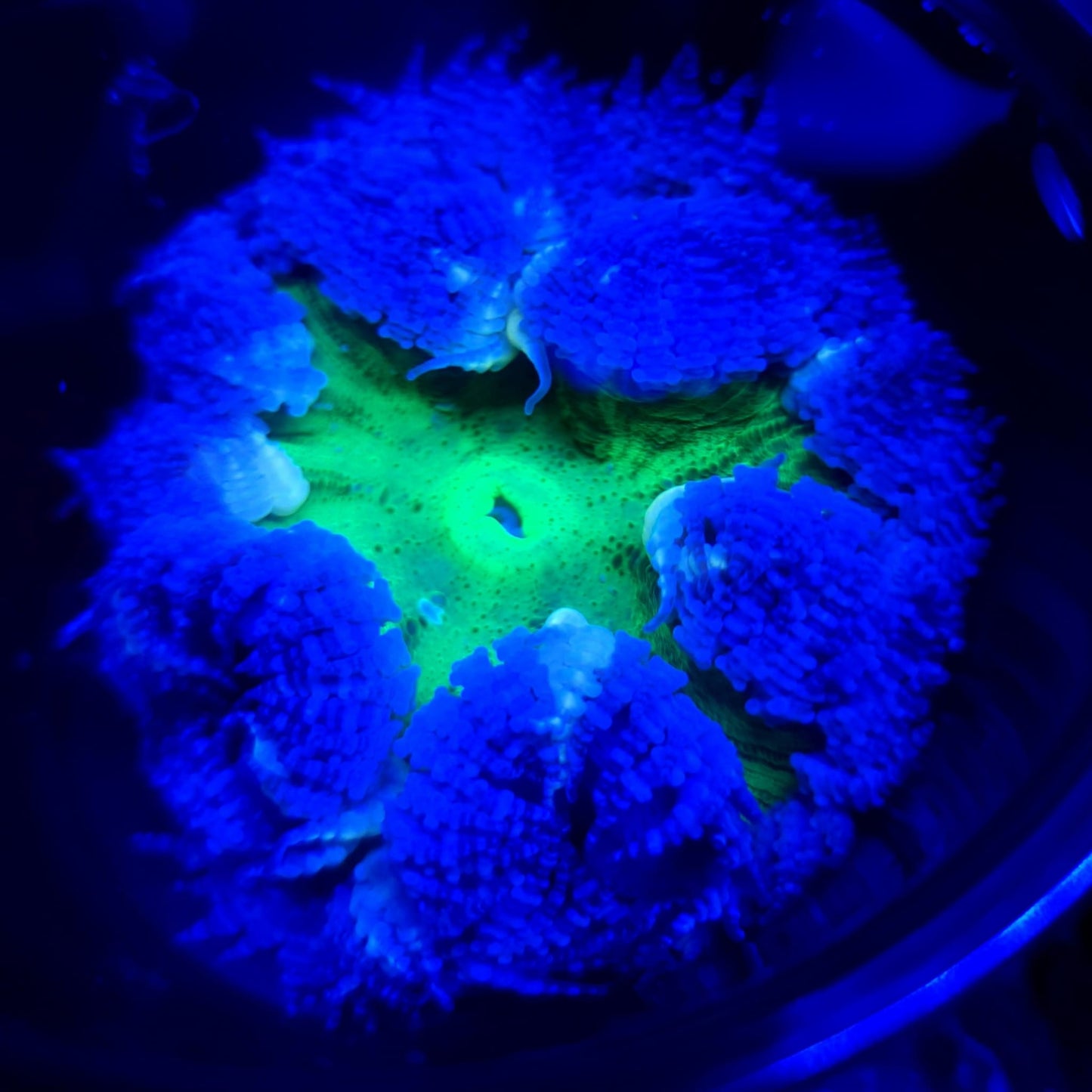 Ultra Rock Flower Anemone WYSIWYG