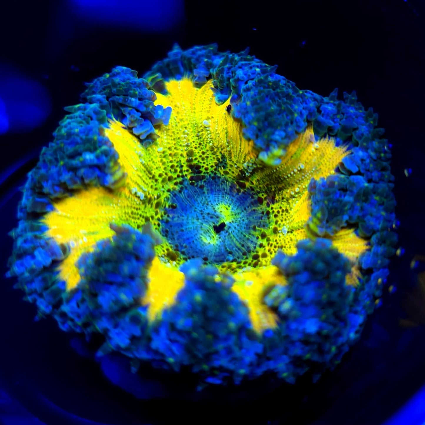 Ultra Rock Flower Anemone WYSIWYG