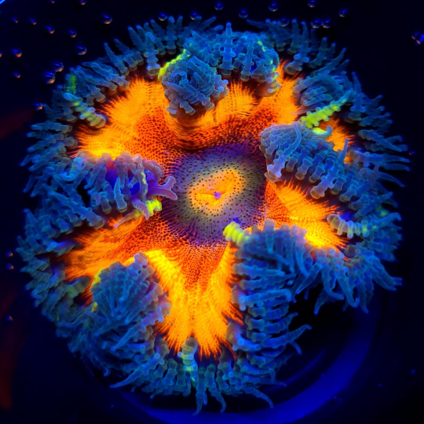 Ultra Rock Flower Anemone WYSIWYG