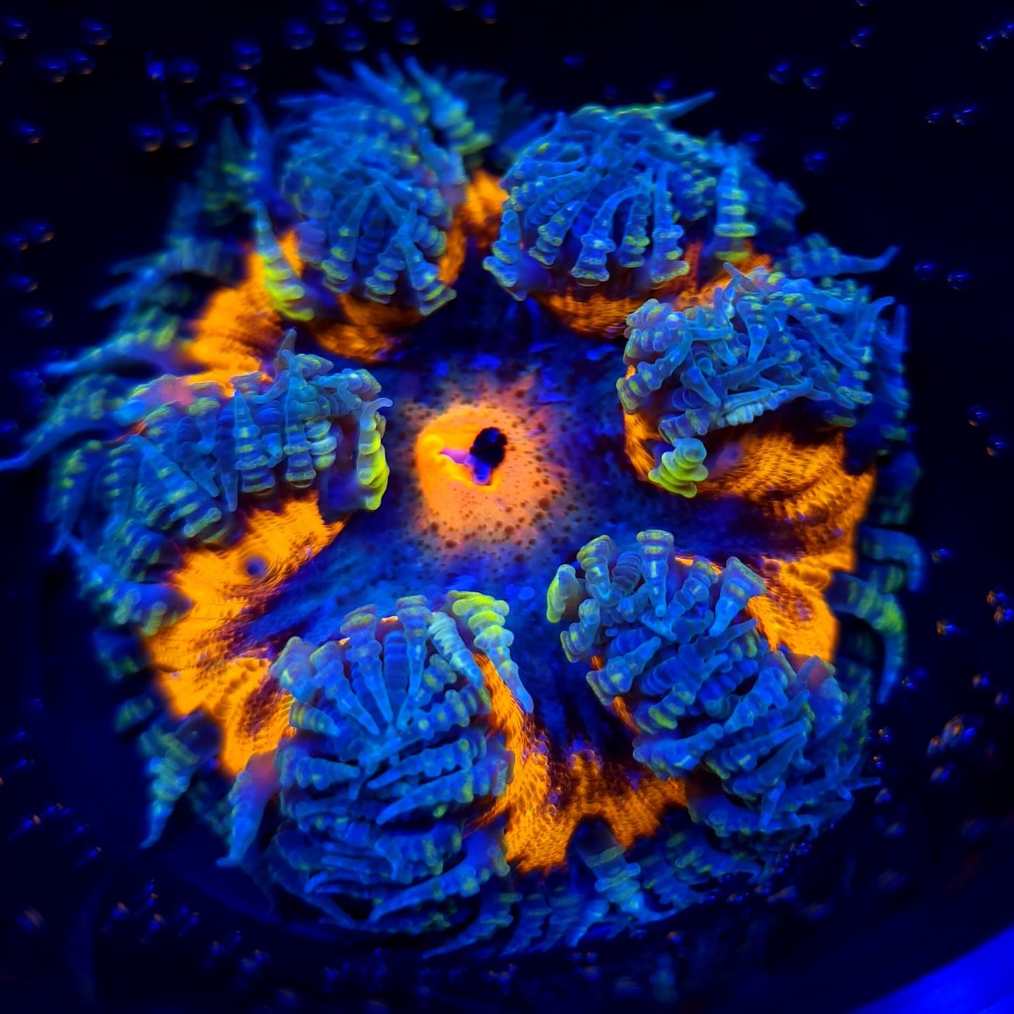 Ultra Rock Flower Anemone WYSIWYG