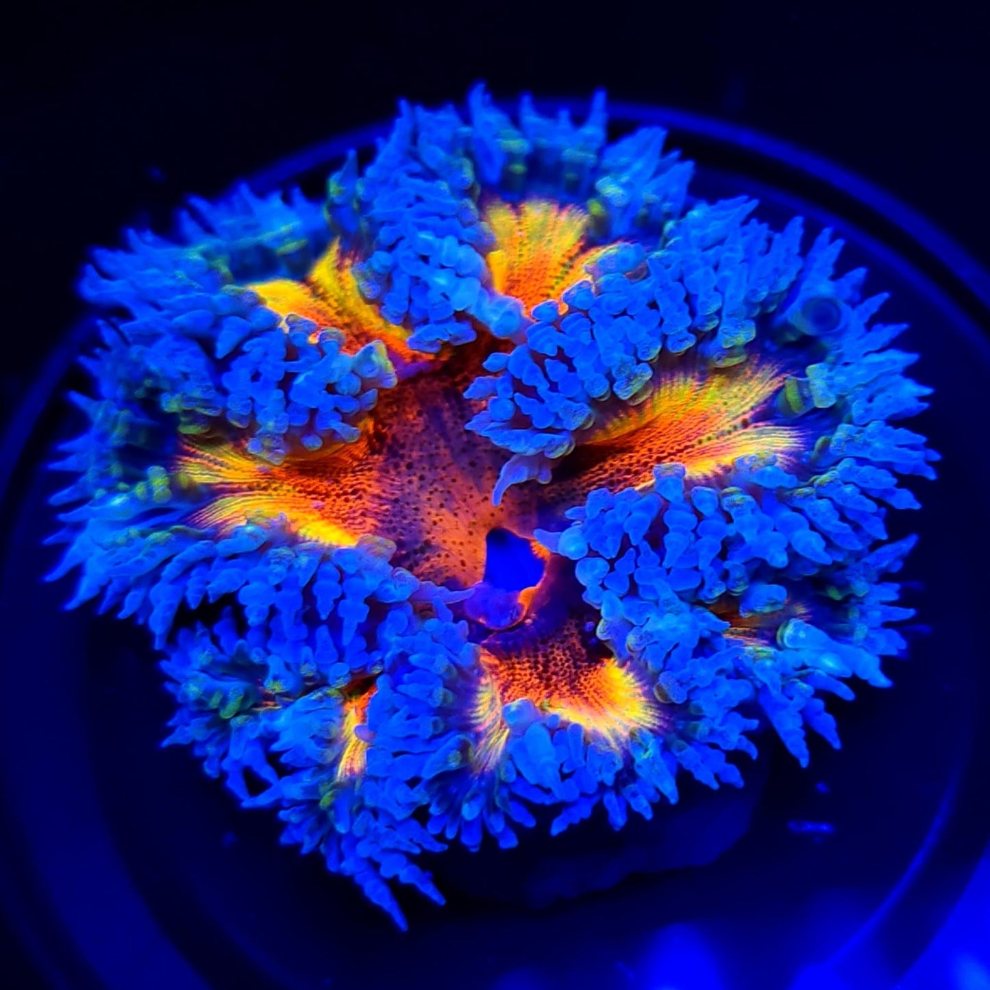 Ultra Rock Flower Anemone WYSIWYG