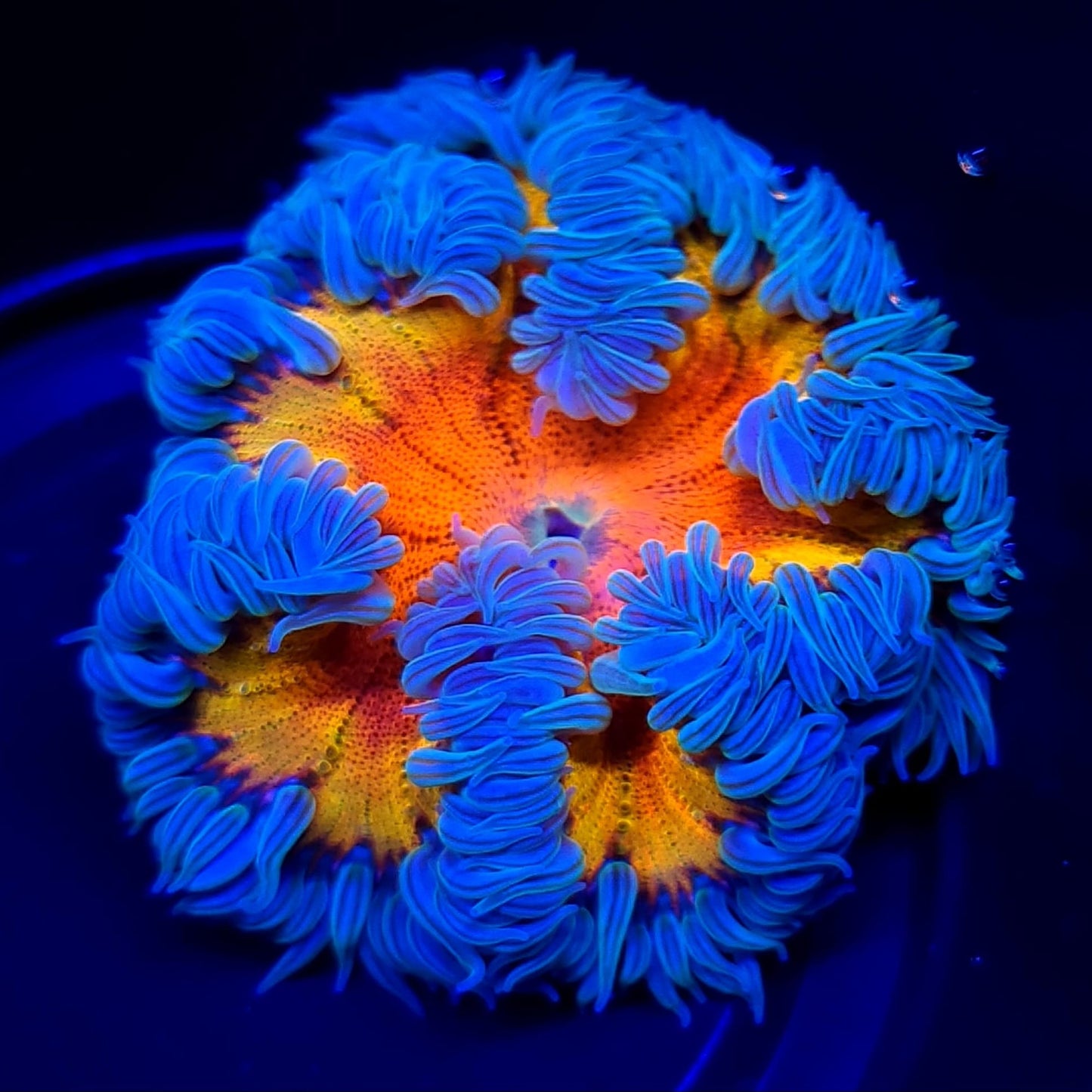 Ultra Rock Flower Anemone WYSIWYG