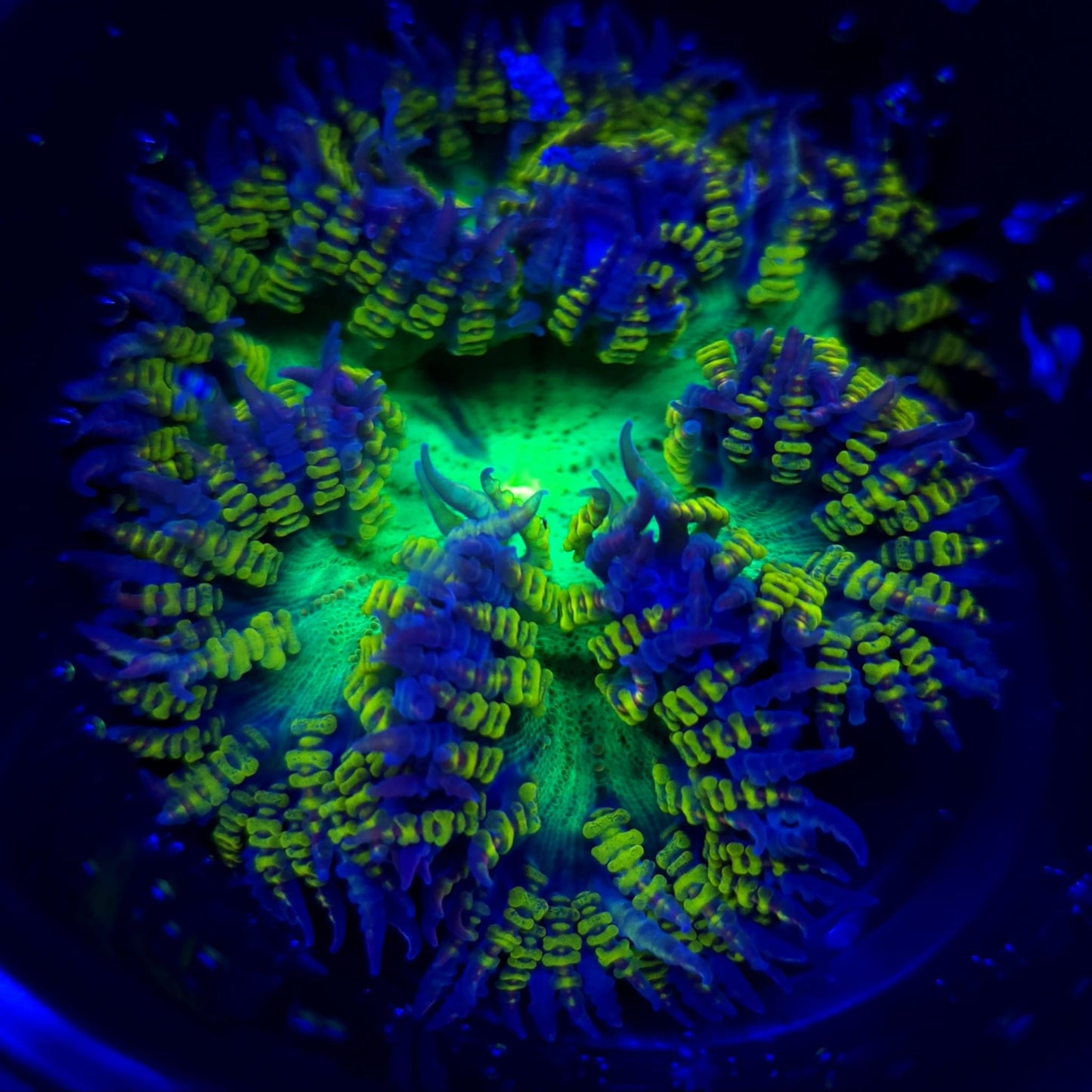 Ultra Rock Flower Anemone WYSIWYG