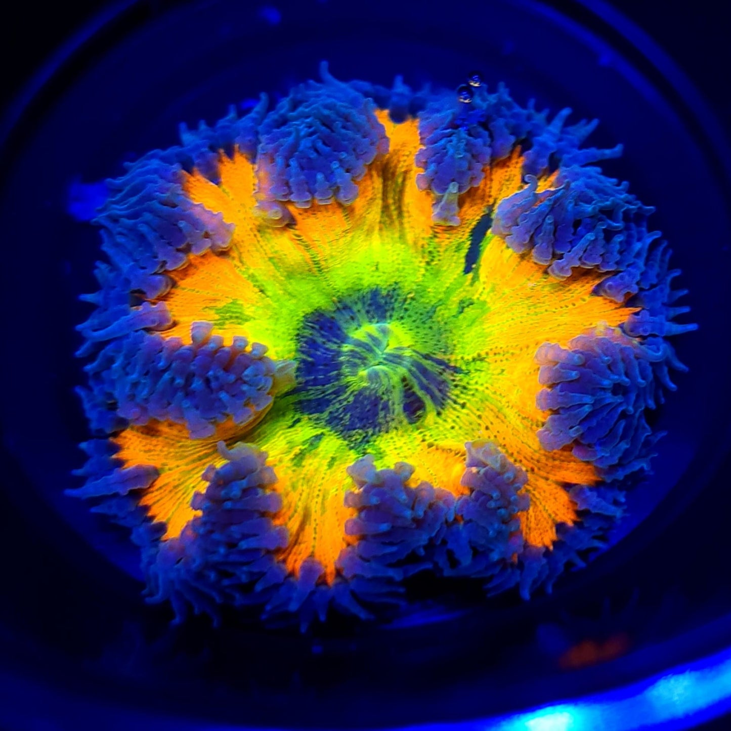 Ultra Rock Flower Anemone WYSIWYG