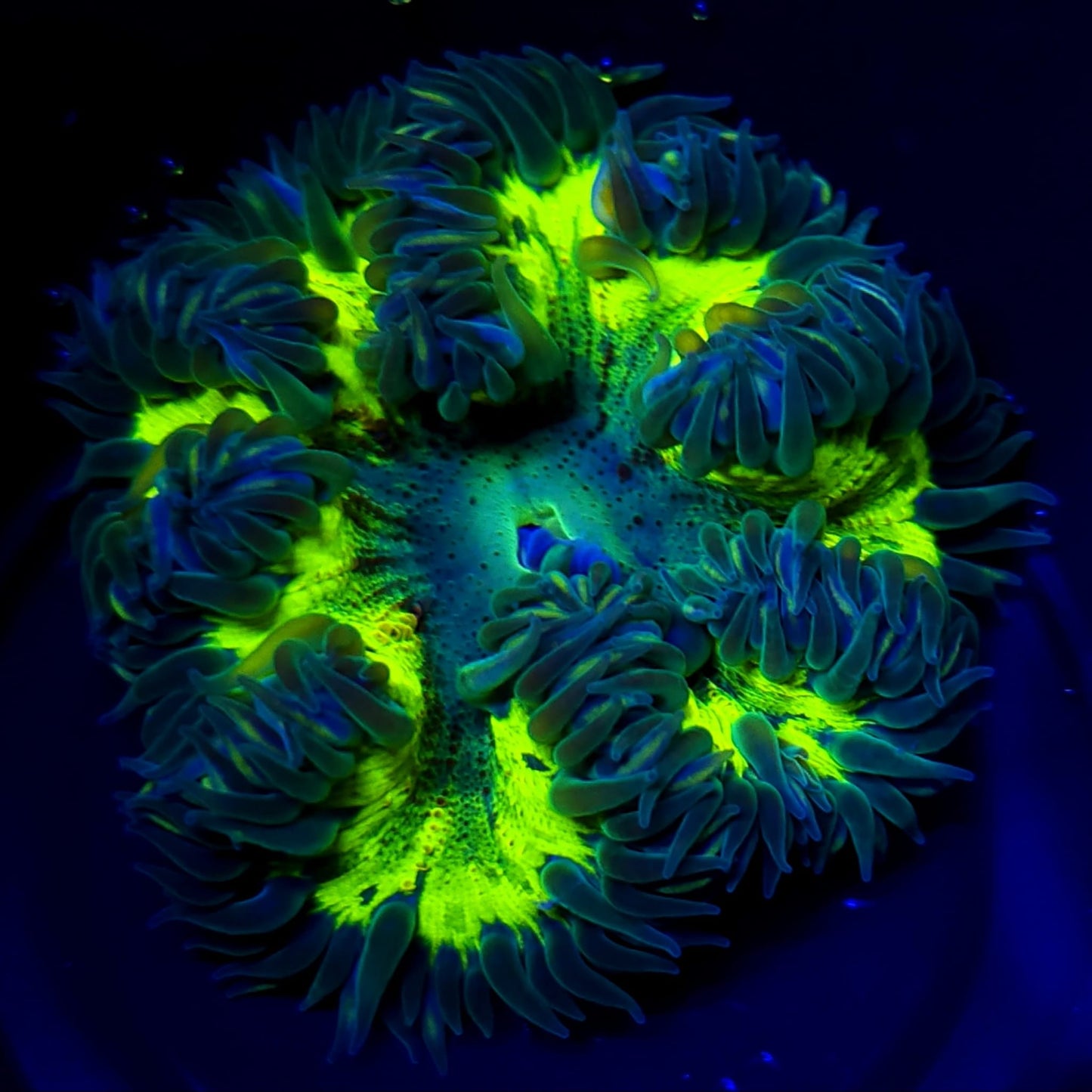 Ultra Rock Flower Anemone WYSIWYG