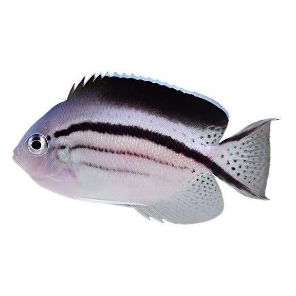 Lamarck Angelfish Female