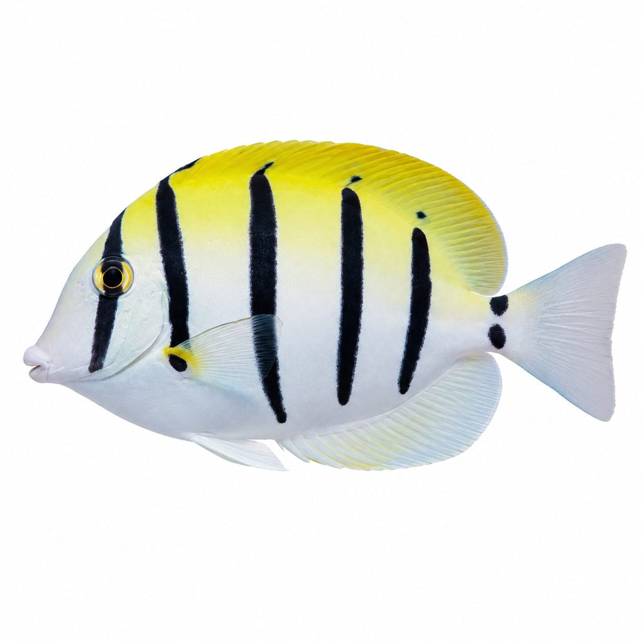 Convict Tang