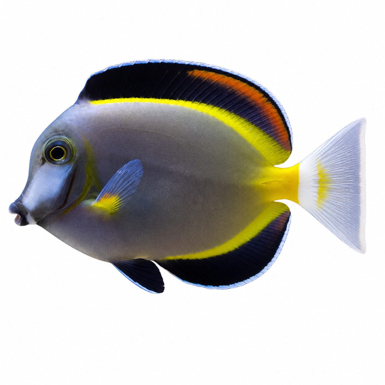 Whitecheek Tang