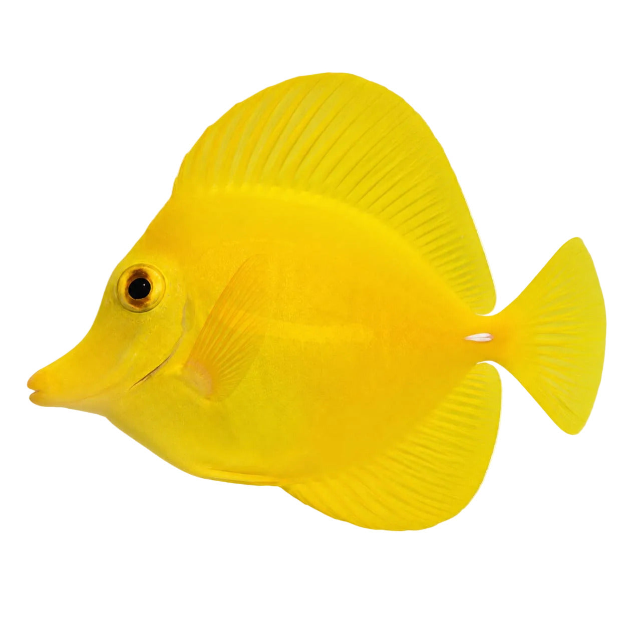 Hawaiian Yellow Tang – Reef Pro