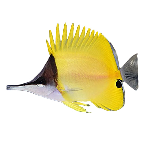 Yellow Longnose Butterflyfish
