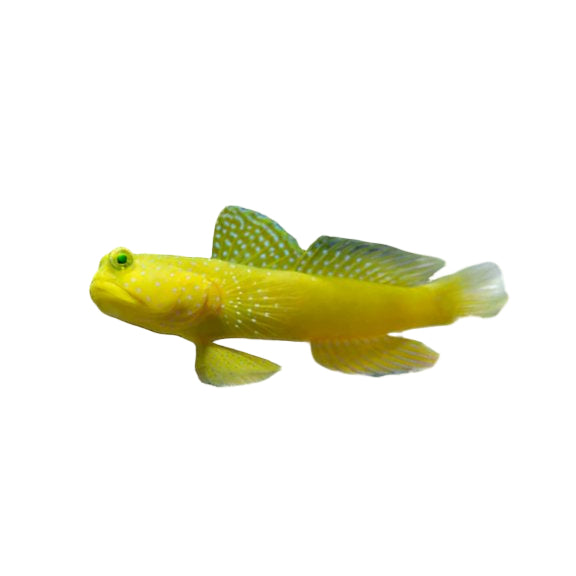 Yellow Watchman Goby