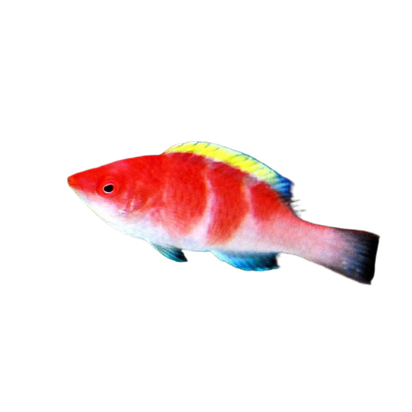 Yellow Fin Fairy Wrasse