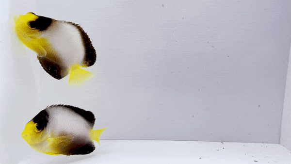 Multicolor Angelfish