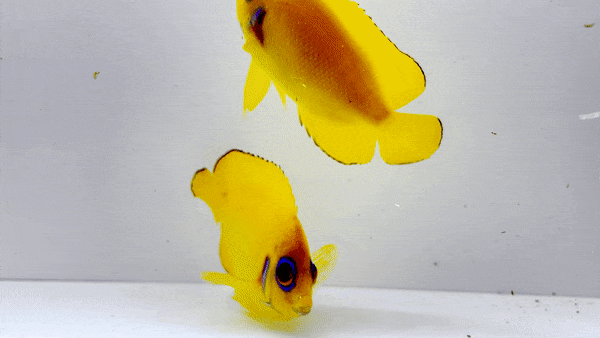 Lemonpeel Angelfish