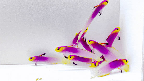 Helfrichi Firefish PAIR Reef Pro