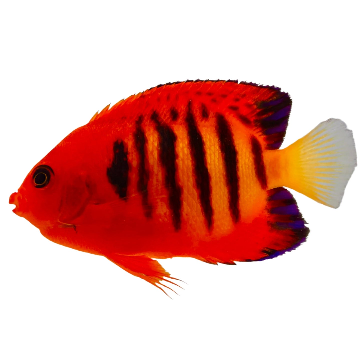 Flame Angelfish