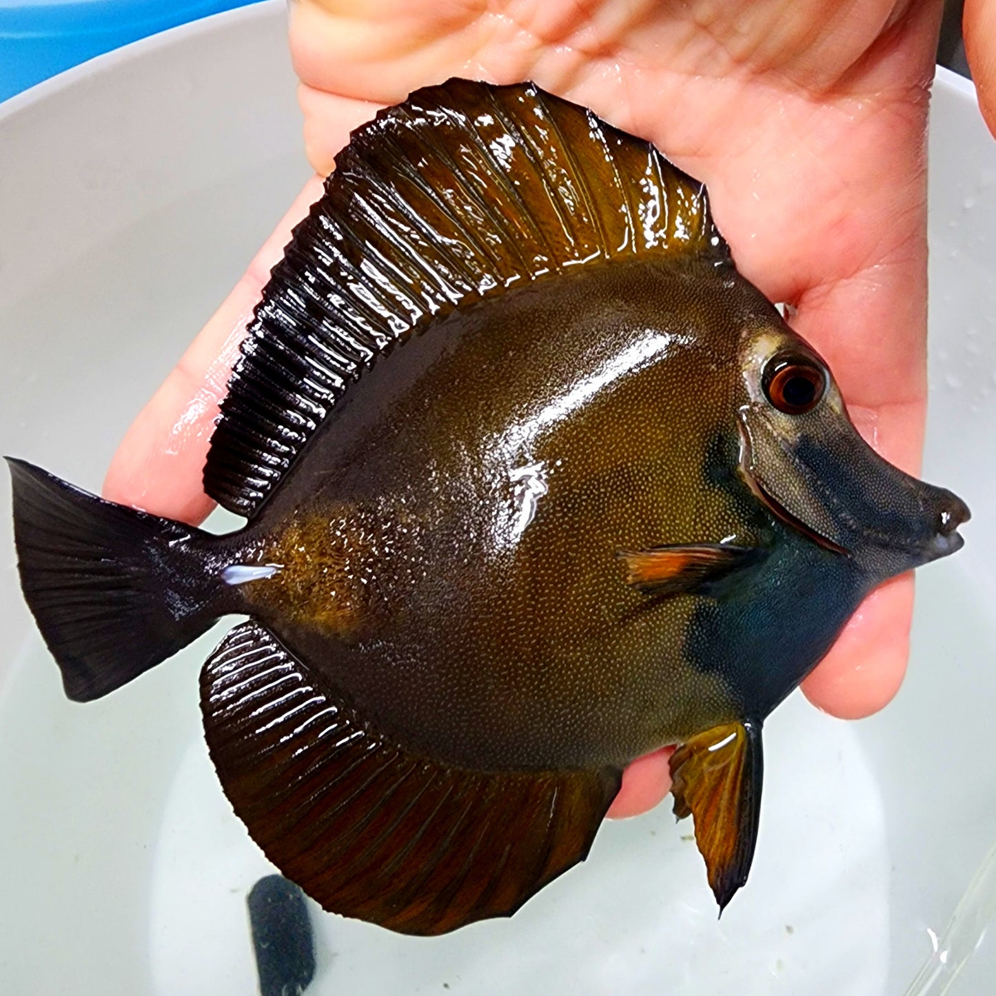 Blue Face Koi Scopas Tang WYSIWYG