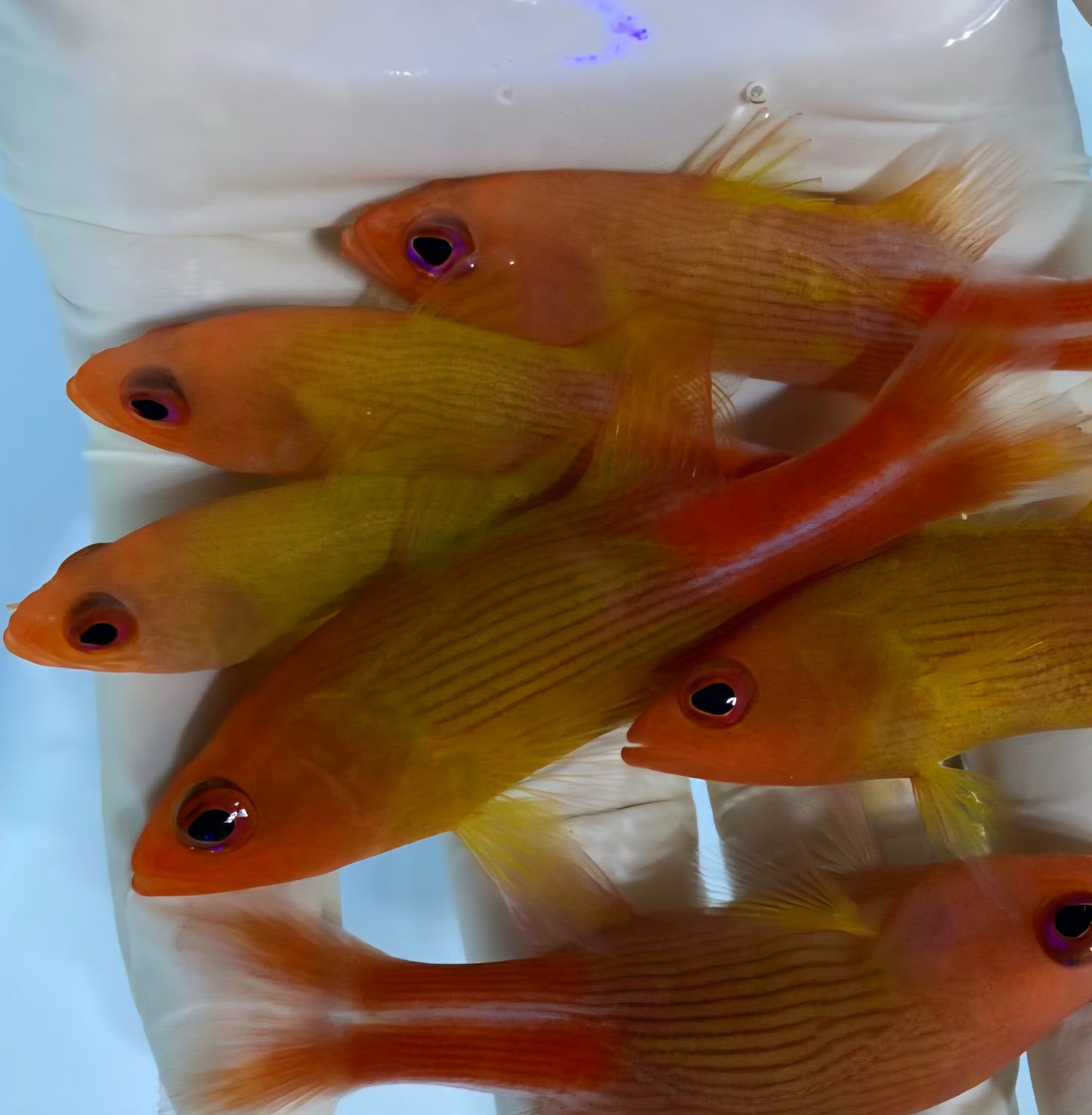 Multi LIned Basslet