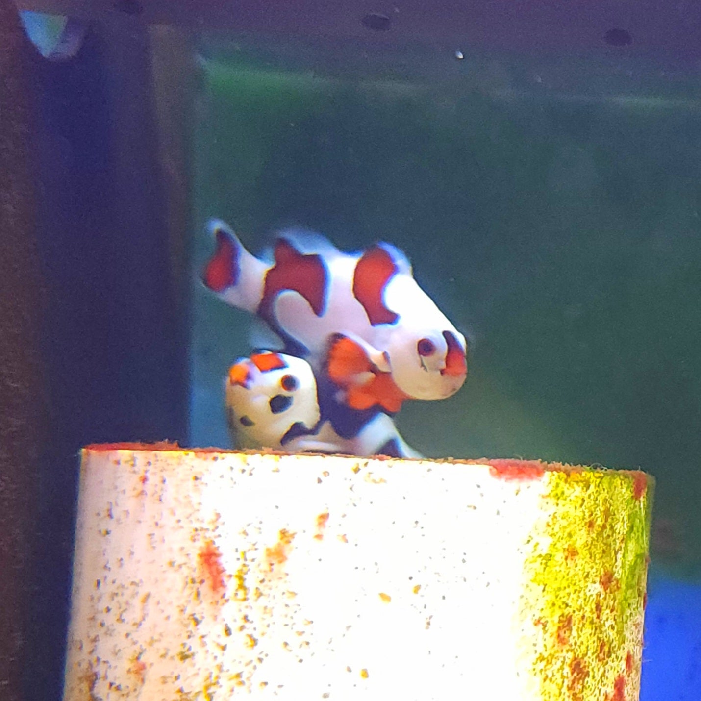 WYSIWYG Mocha Storm Clownfish, Captive-Bred Bonded pair