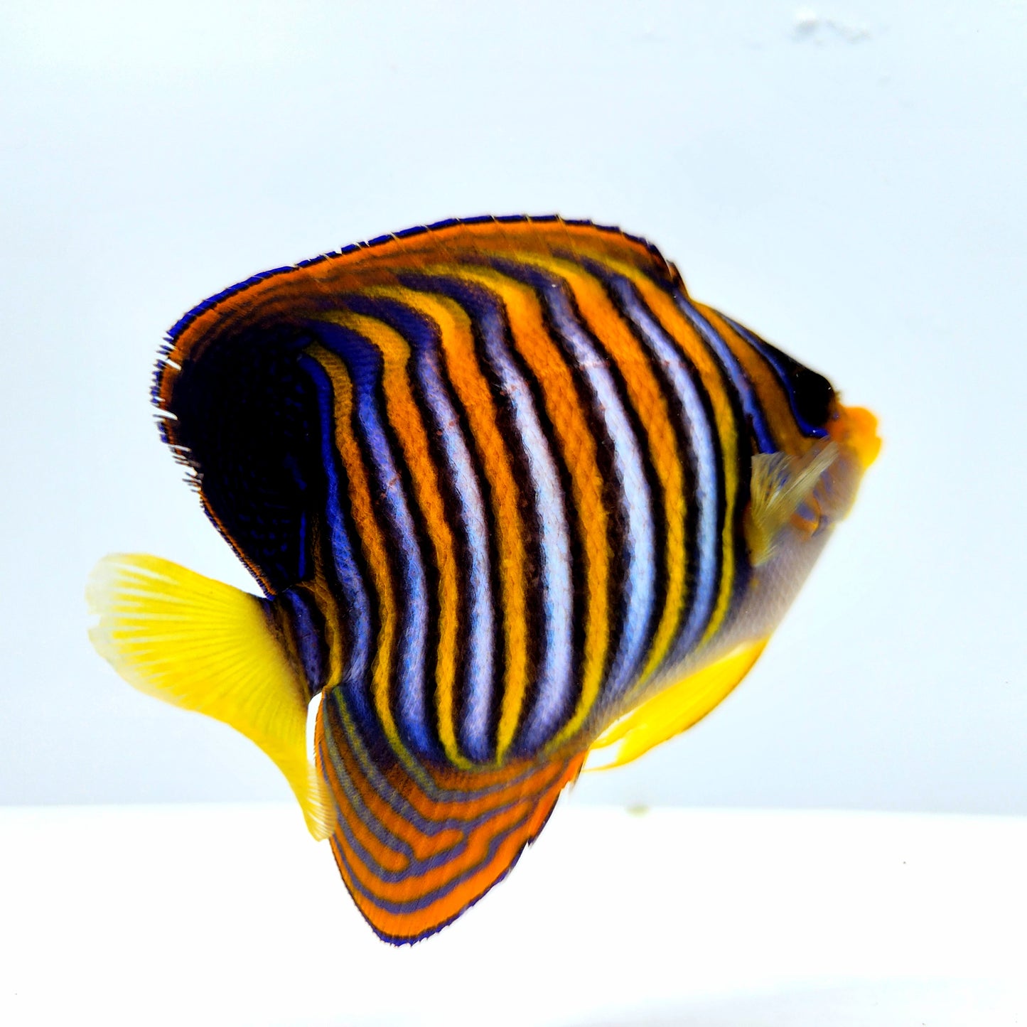 Grey Belly Regal Angelfish