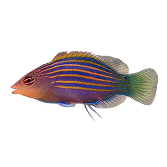Six Line Wrasse