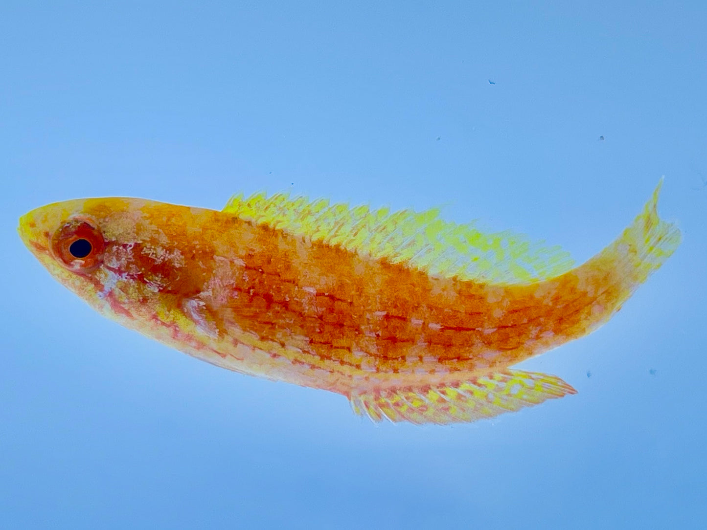 Bell's Flasher Wrasse Female
