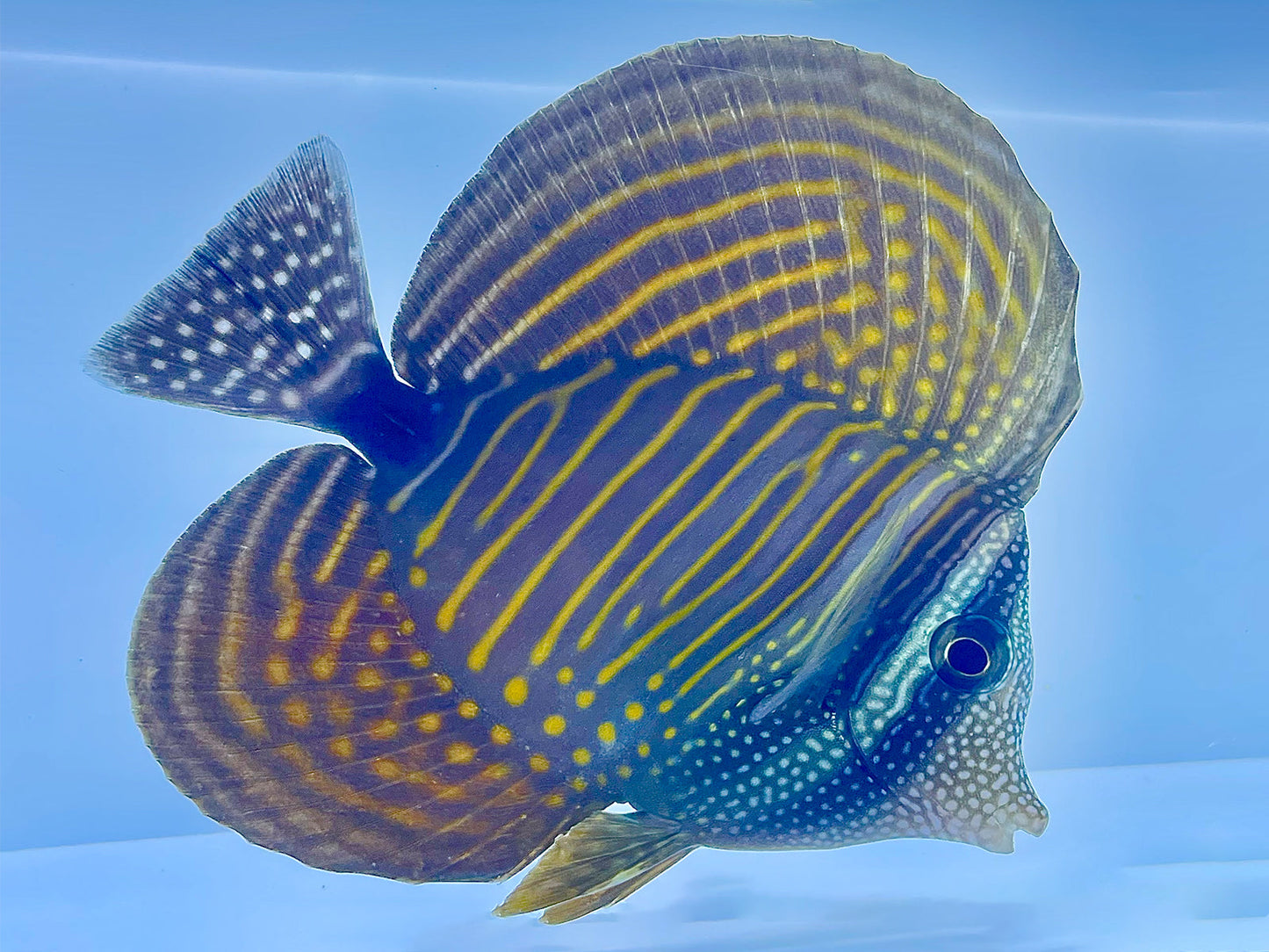 Red Sea Desjardini Sailfin Tang