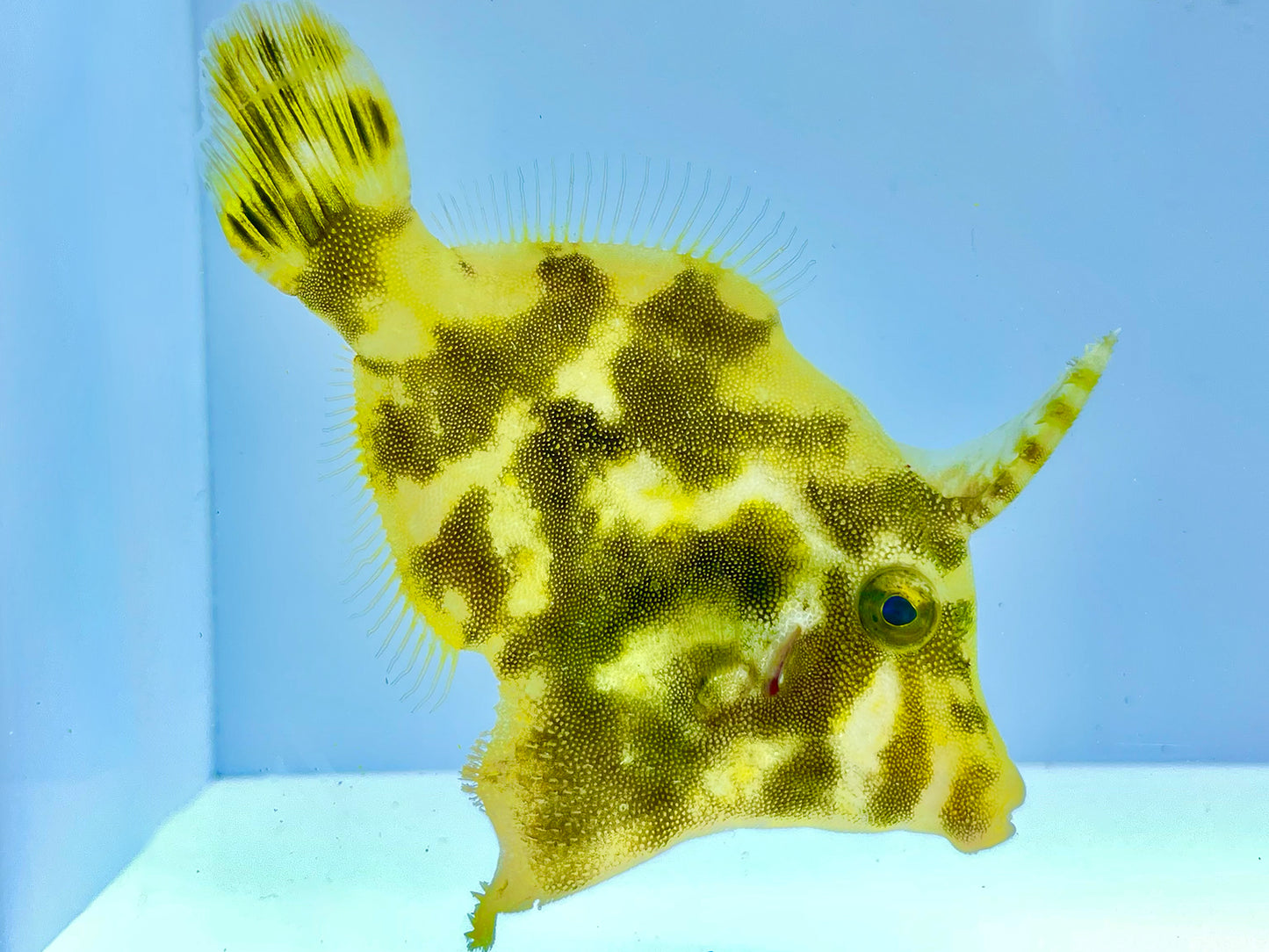 Aiptasia Eating Filefish