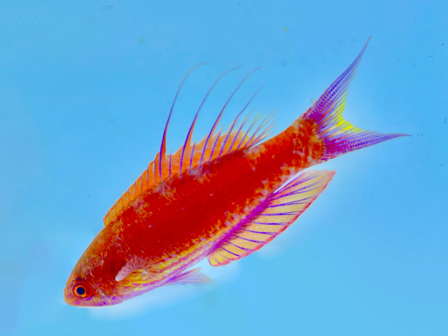 Bell's Flasher Wrasse Male