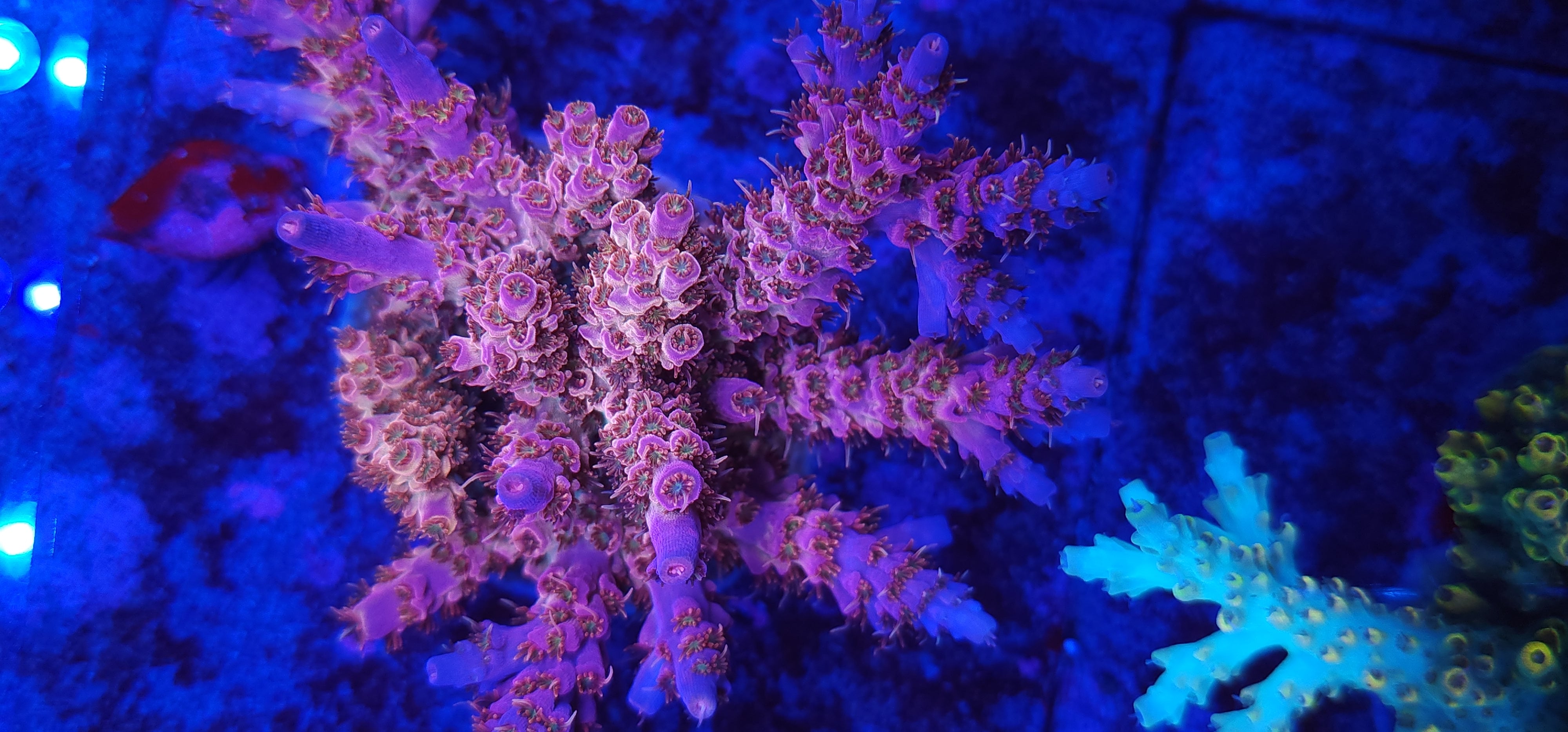 How to Care for Acropora Corals - My Reef