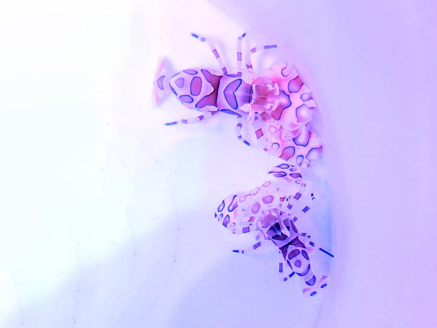 Harlequin Shrimp