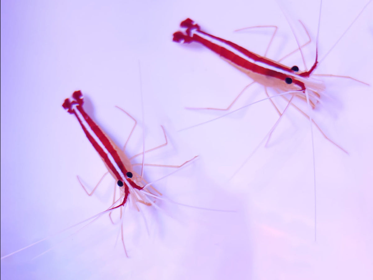 Scarlet Skunk Cleaner Shrimp Pair