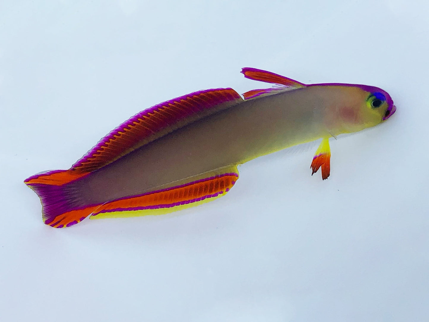 Purple Firefish