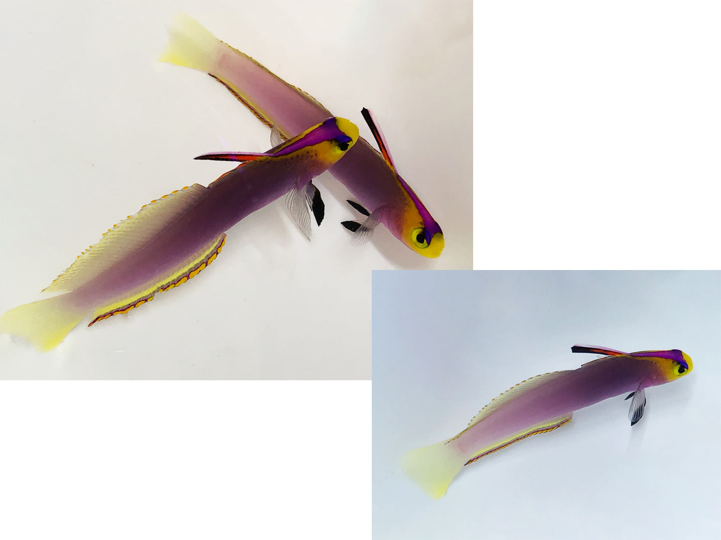 Helfrichi Firefish