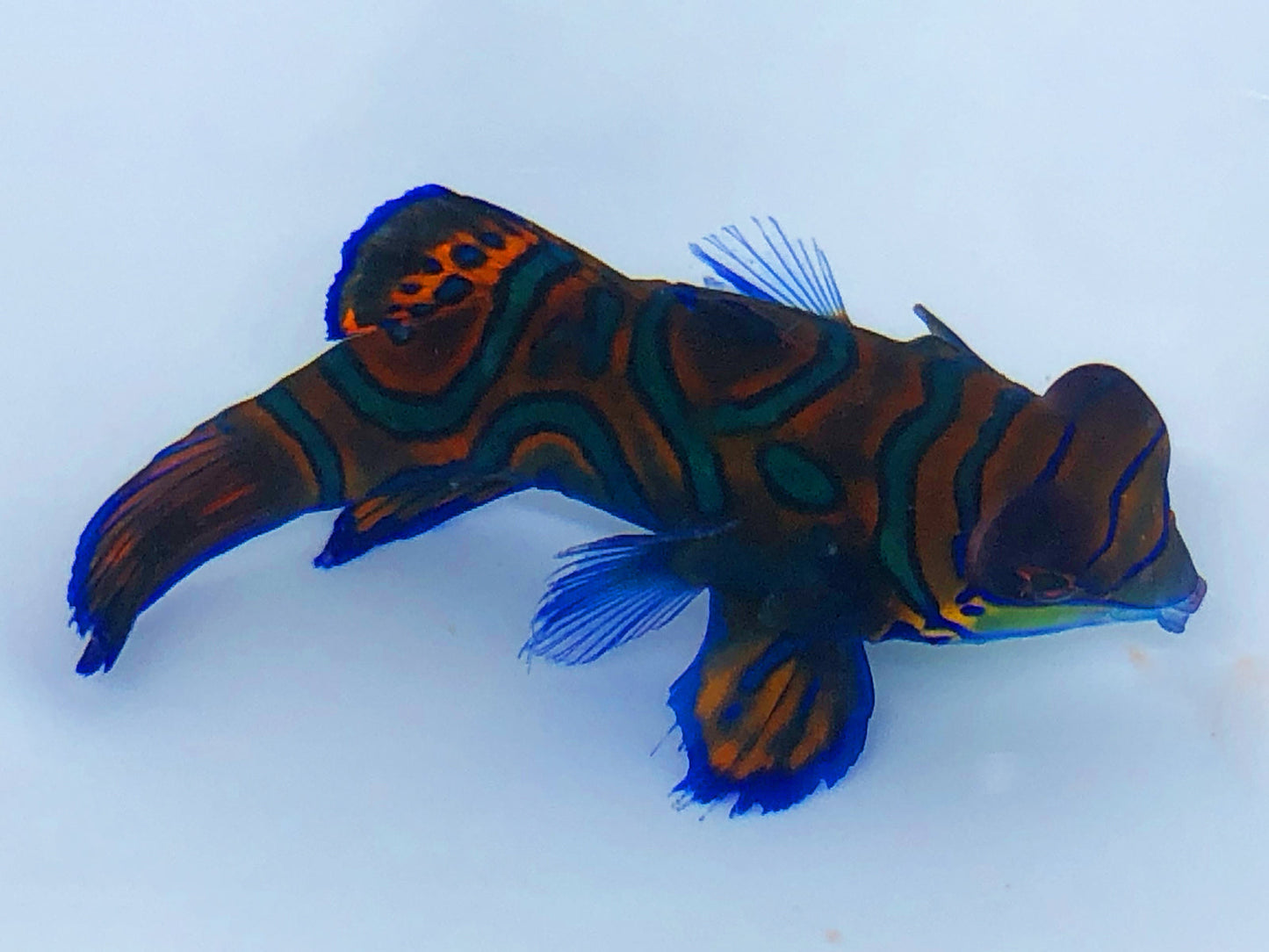 Green Mandarin Goby