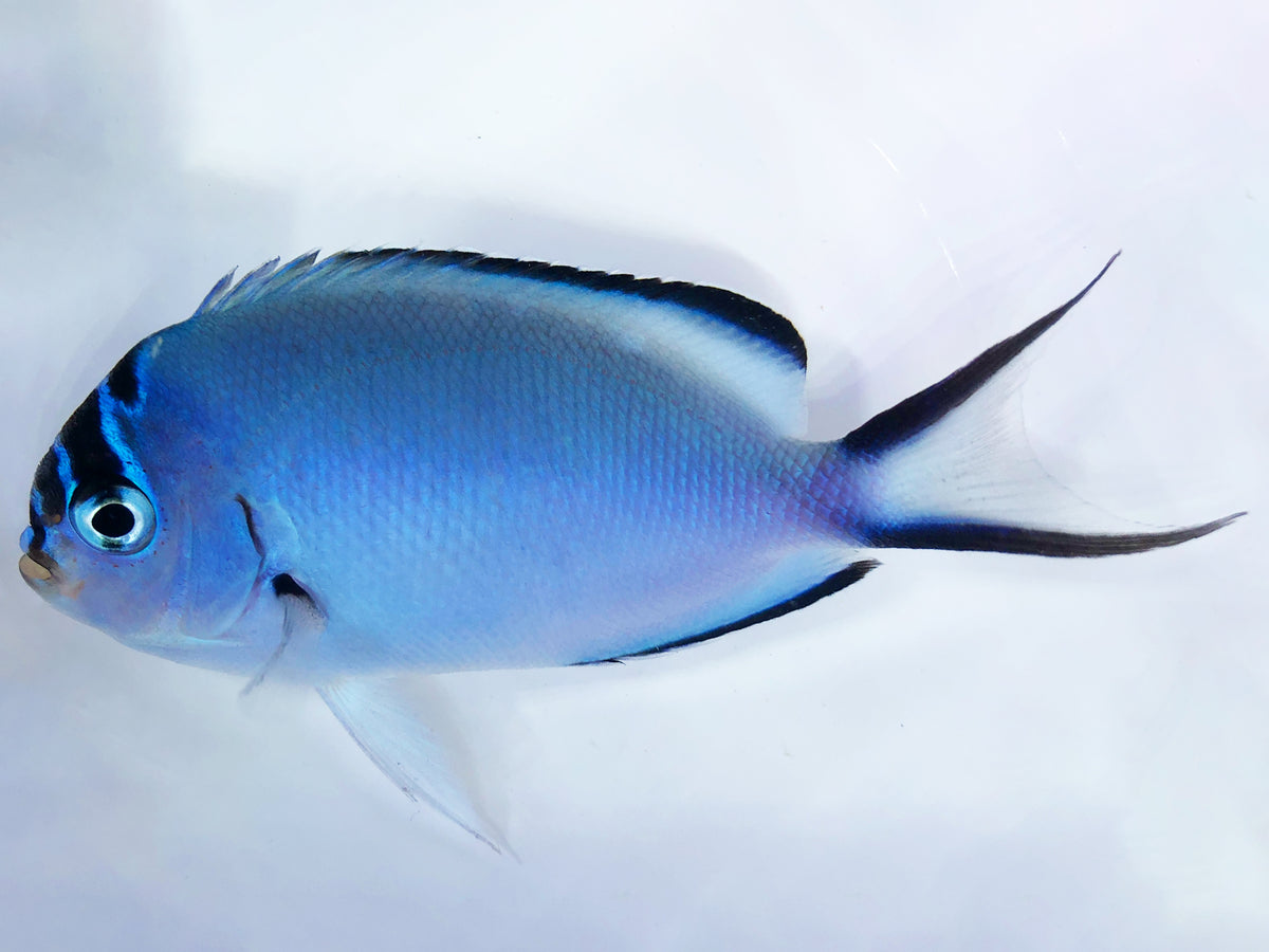 Watanabei Angel Female