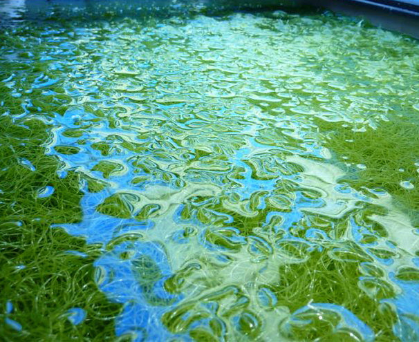 Live Clean Chaetomorpha Algae 1 cup