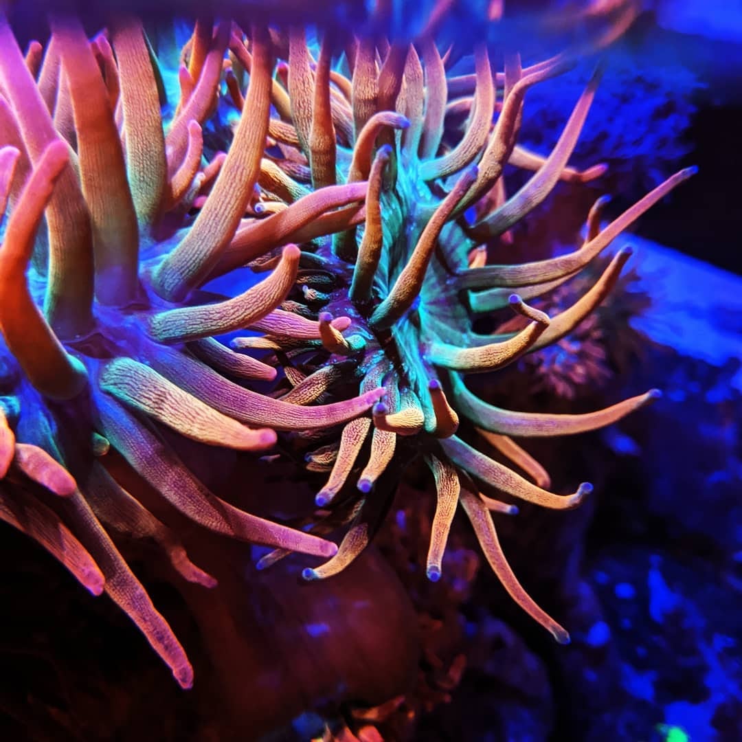 Fully Aquacultured Rainbow Bubbletip Anemone