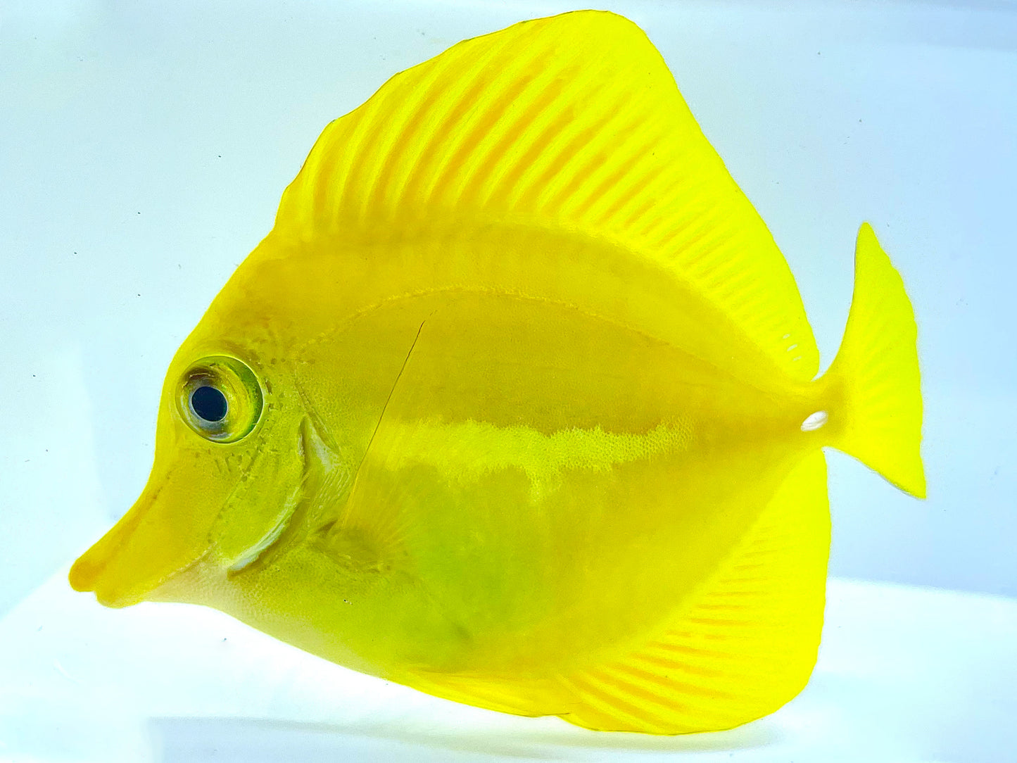 Hawaiian Yellow Tang