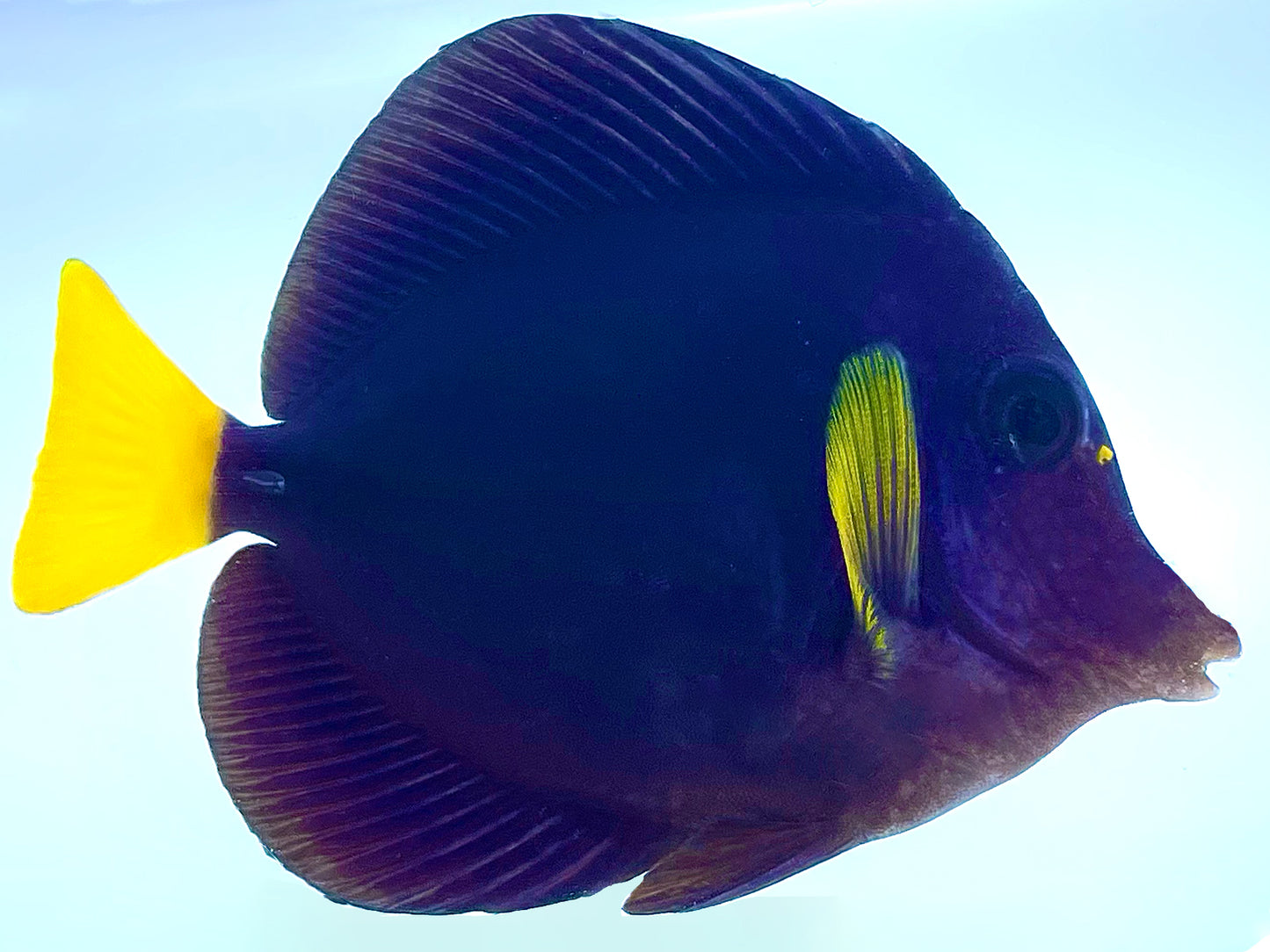 Purple Tang