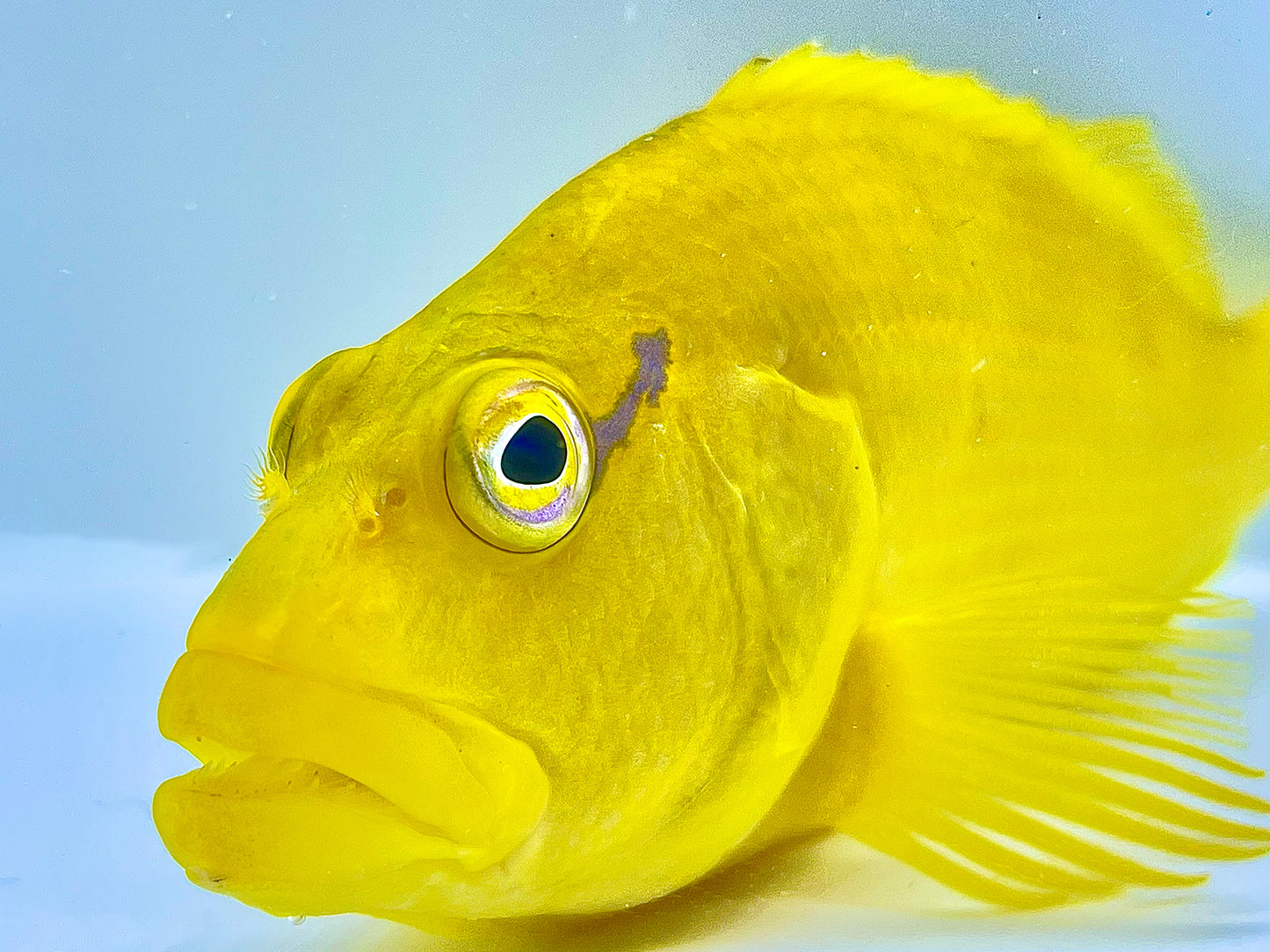 Tahitian Golden Hawkfish