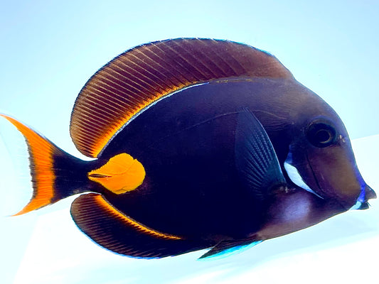 Achilles Tang Adult