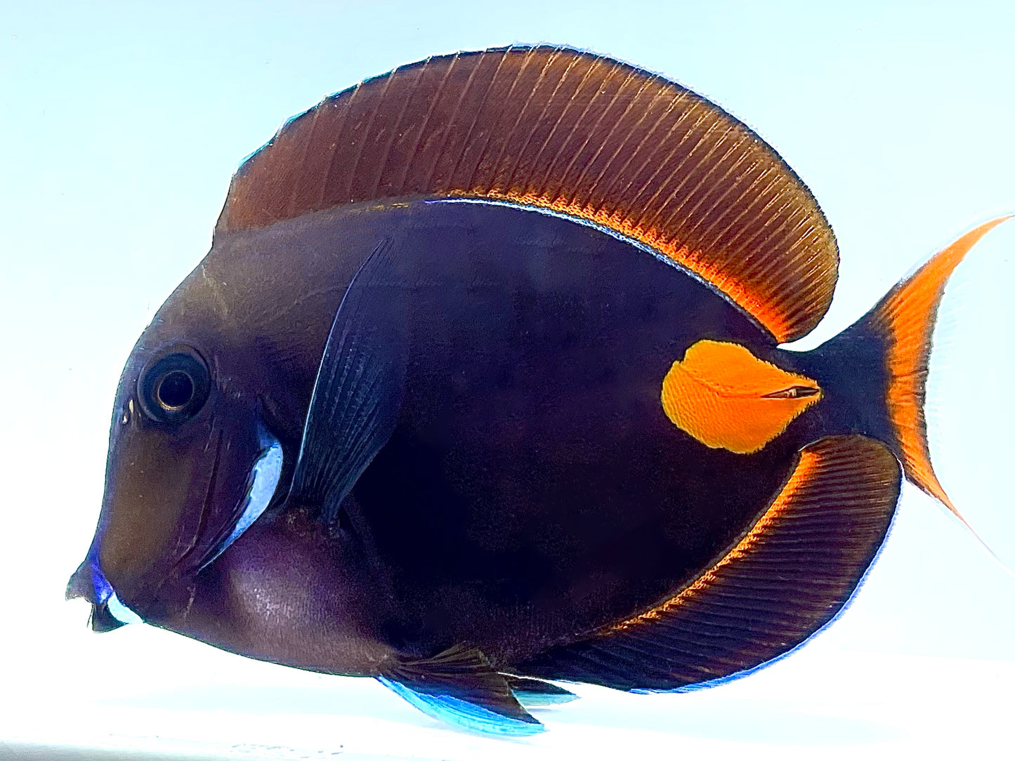 Achilles Tang Adult