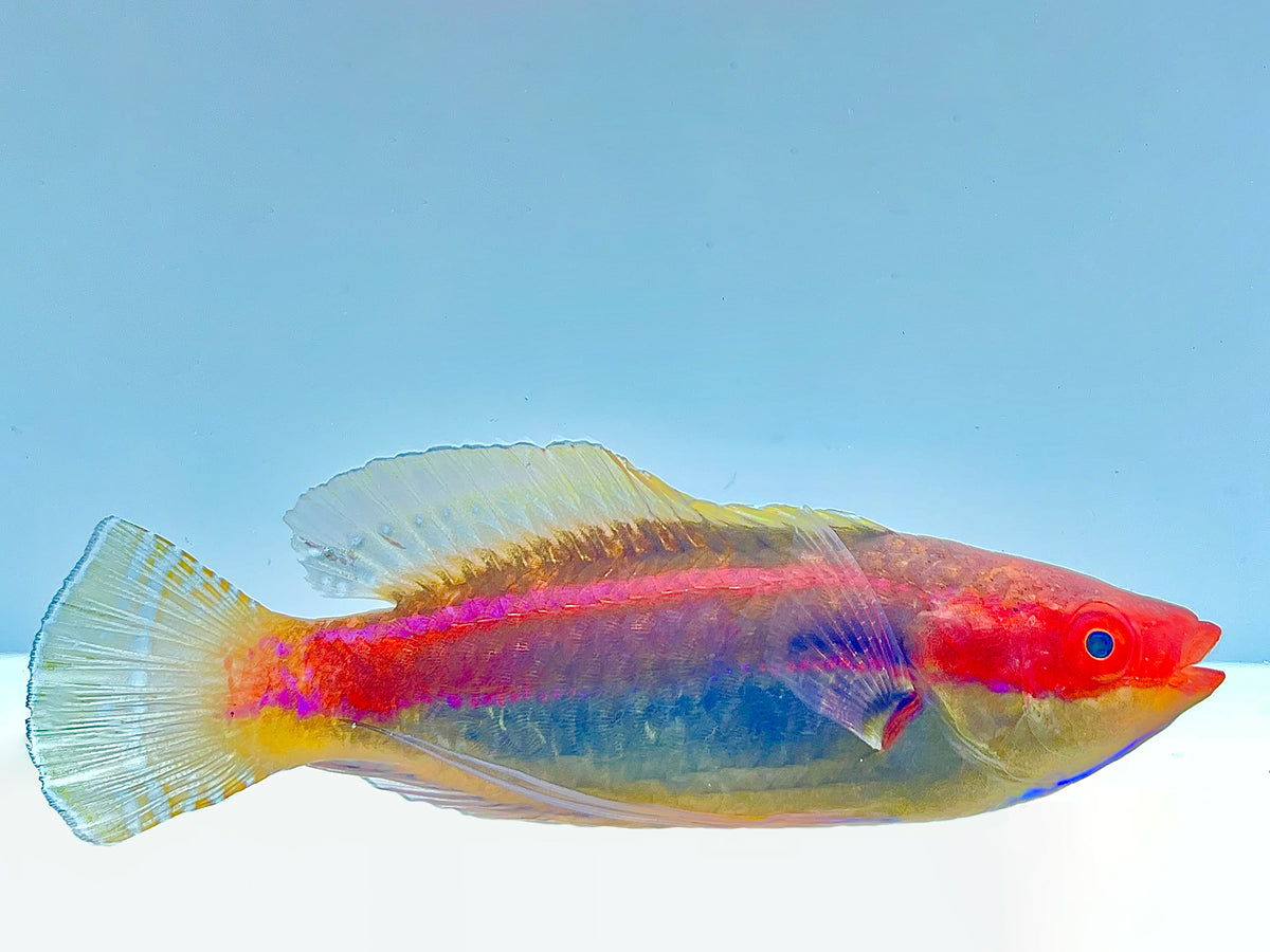 Temmincki Fairy Wrasse Male