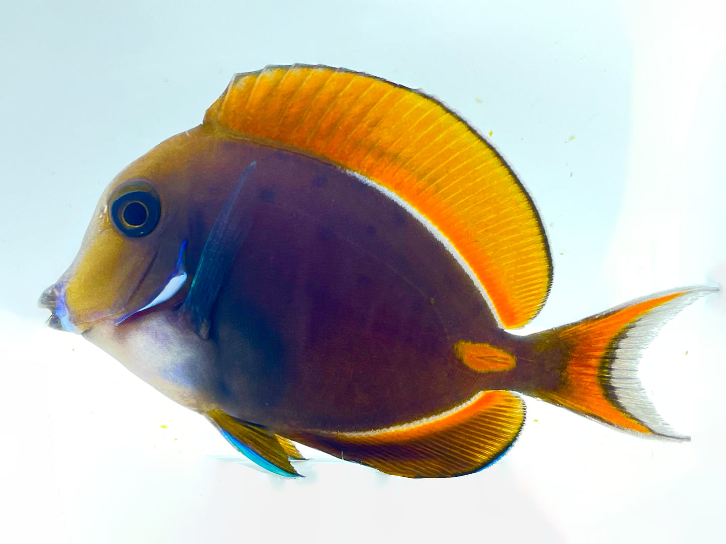 Achilles Tang Juvenile