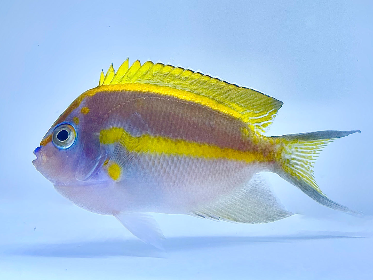 Bellus Angelfish Male
