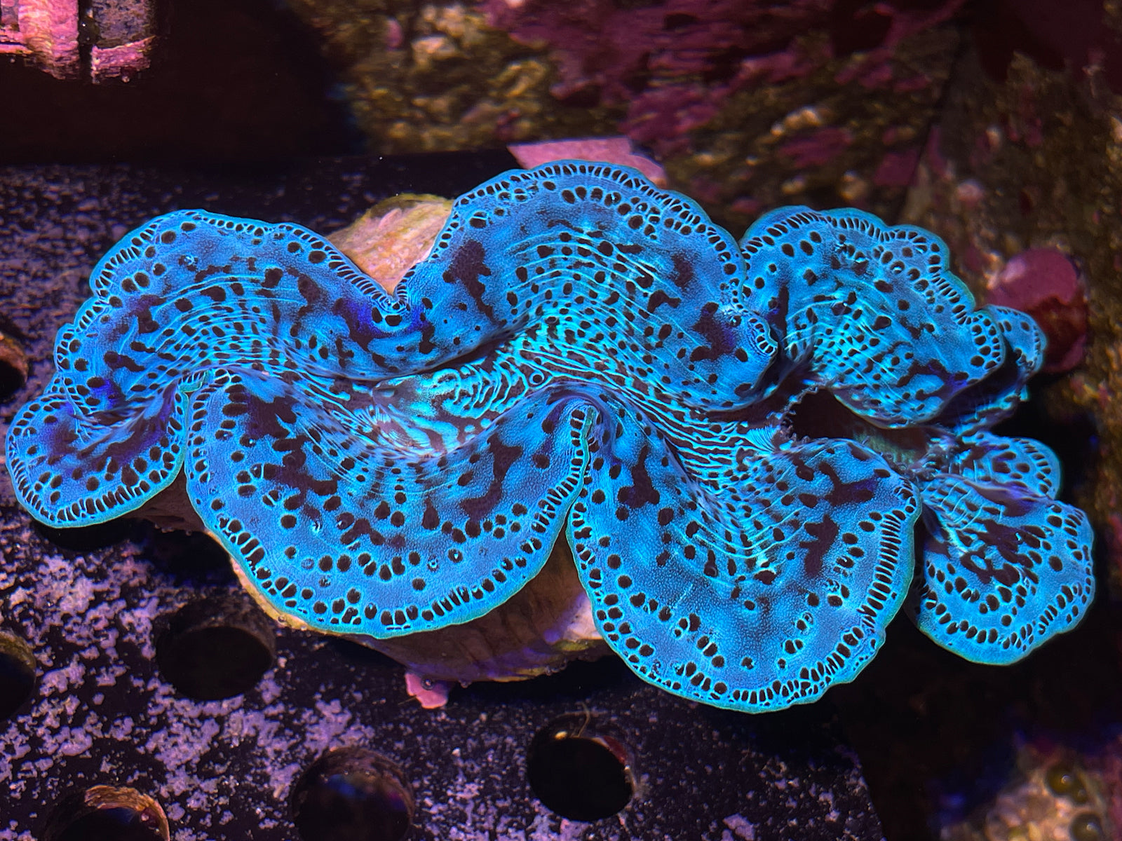 Maxima Clam 2 – Reef Pro